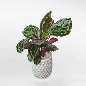 cay duoi cong Calathea Shinestar 3