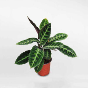 cay duoi cong calathea Warscewiczii 1