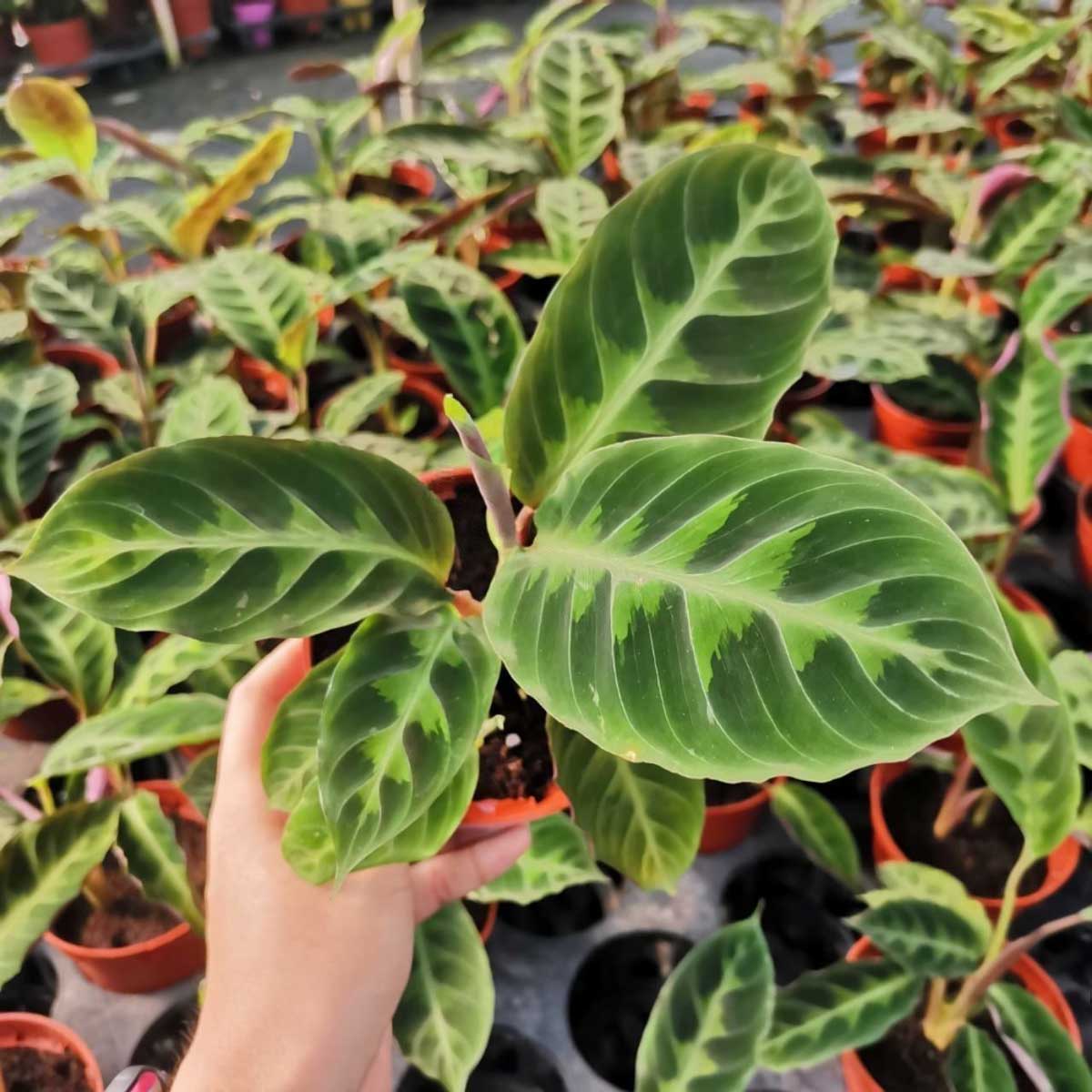 cay duoi cong calathea Warscewiczii 1a