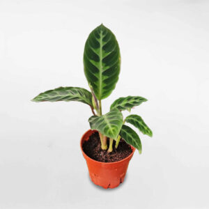 cay duoi cong calathea Warscewiczii
