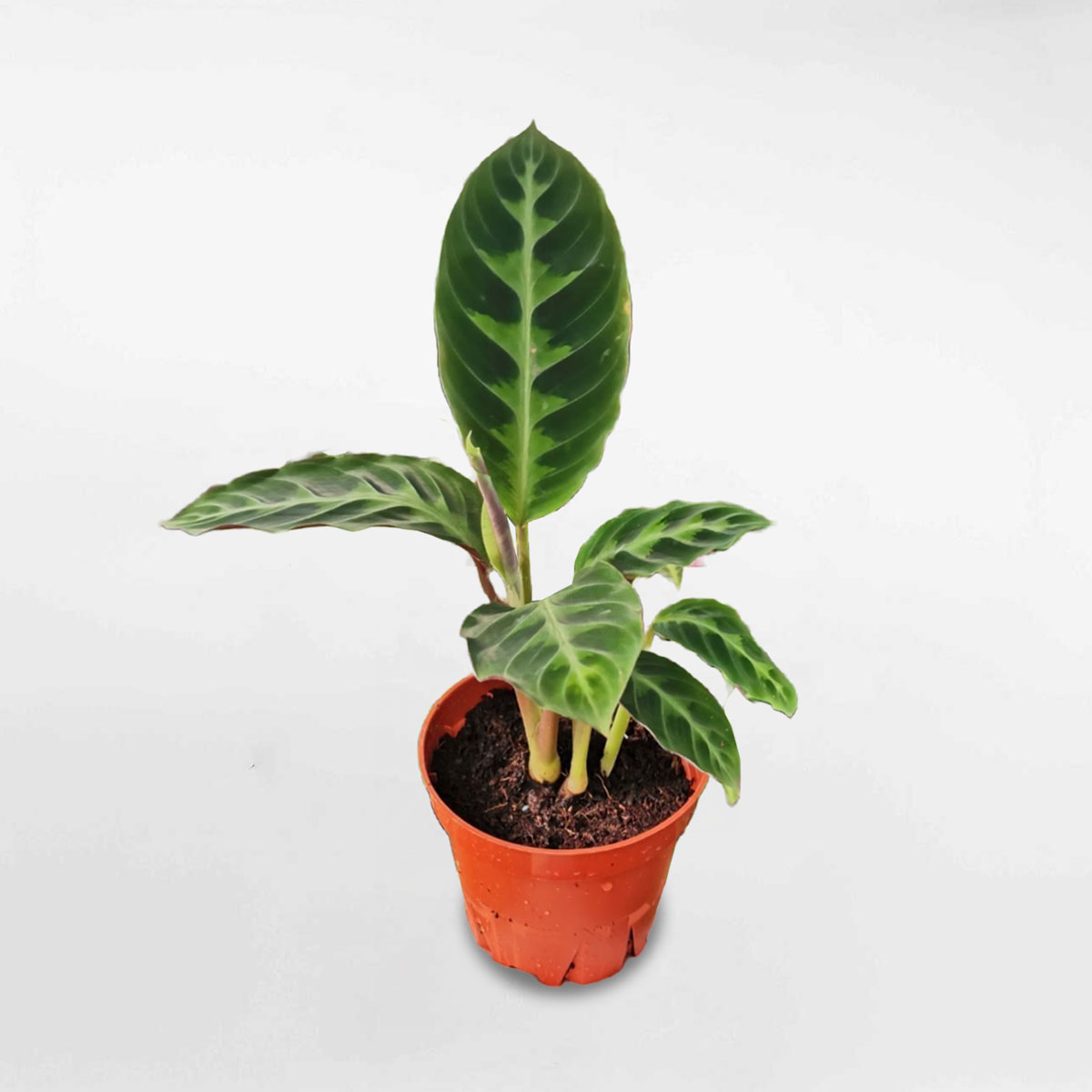 cay duoi cong calathea Warscewiczii