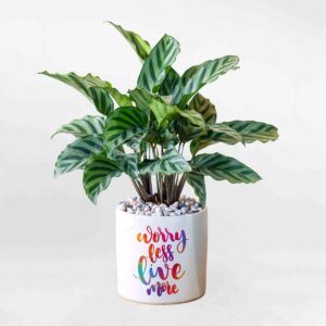 cay duoi cong de ban cala001