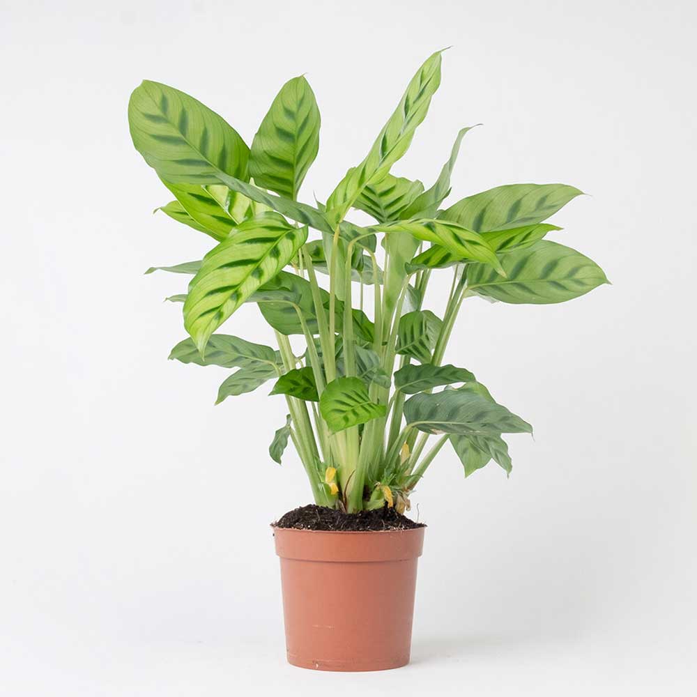 cay duoi cong dom xanh Calathea leopardina 1