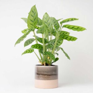 cay duoi cong dom xanh Calathea leopardina 2