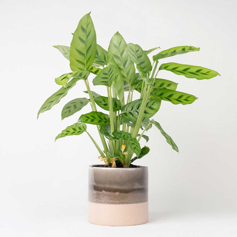 cay duoi cong dom xanh Calathea leopardina 2