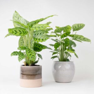 cay duoi cong dom xanh Calathea leopardina 3