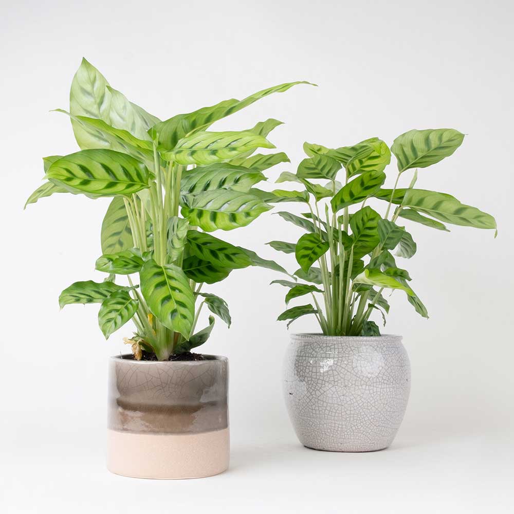 cay duoi cong dom xanh Calathea leopardina 3