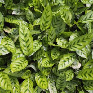 cay duoi cong dom xanh Calathea leopardina 4