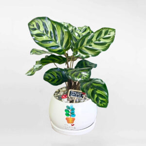 cay duoi cong dom xanh chau men su