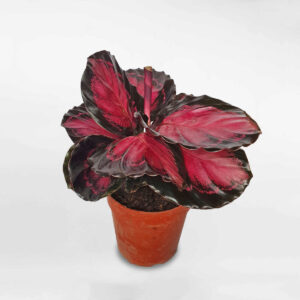 cay duoi cong hong calathea roseopicta rosy 1