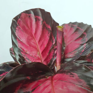 cay duoi cong hong calathea roseopicta rosy 2