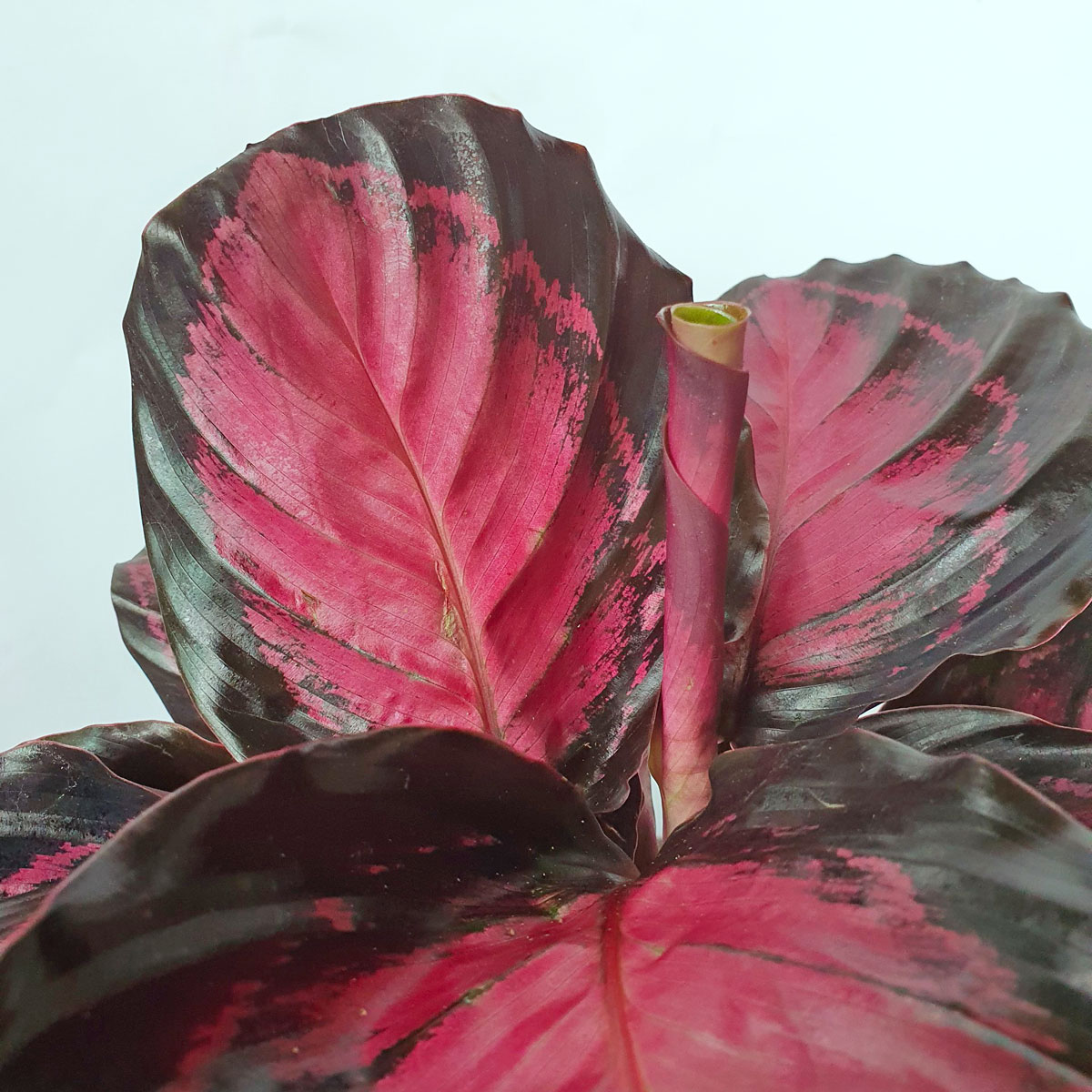 cay duoi cong hong calathea roseopicta rosy 2