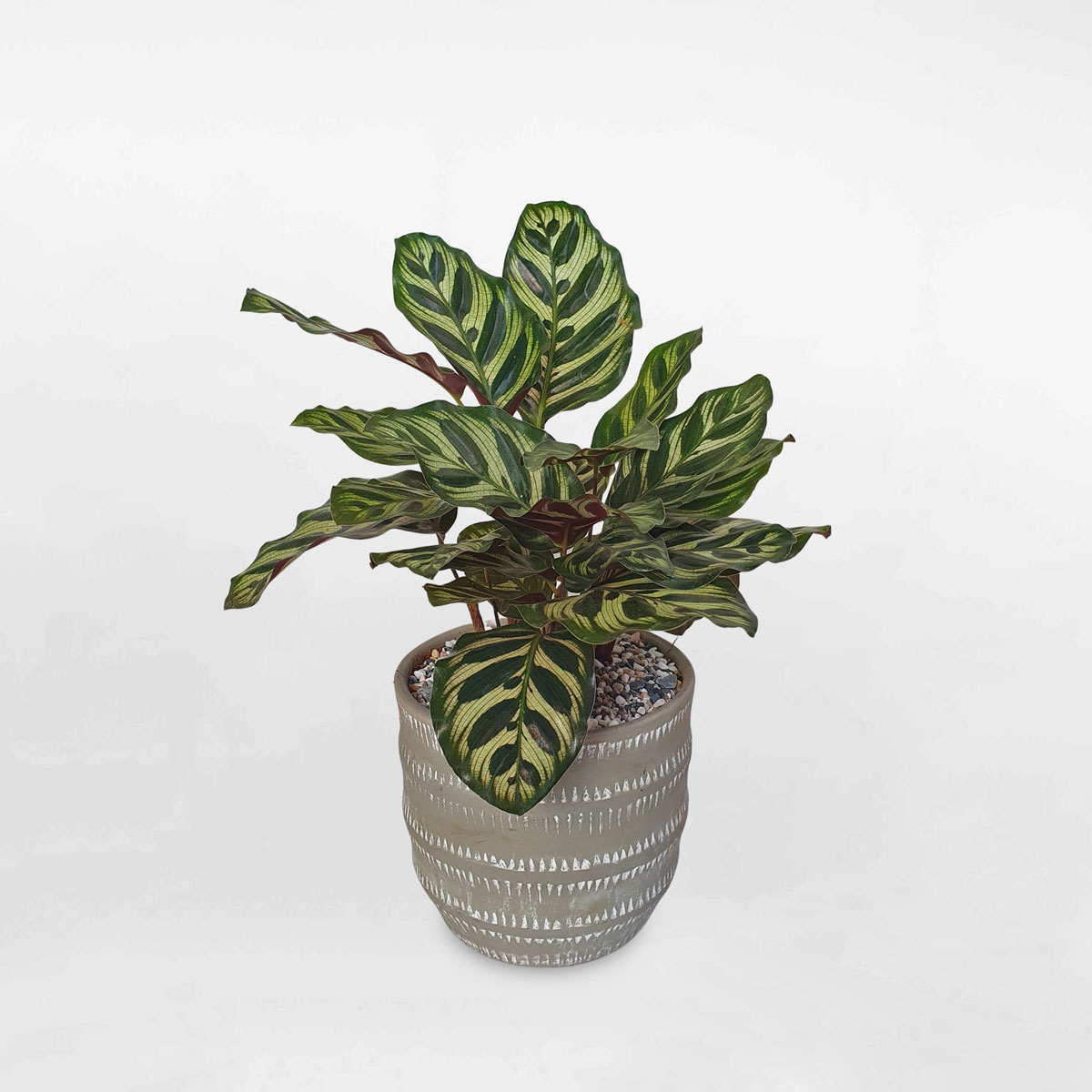 cay duoi cong khong tuoc chau dat nung 1