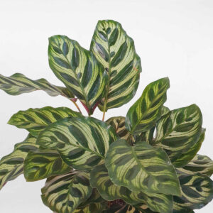 cay duoi cong khong tuoc chau dat nung 2