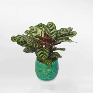 cay duoi cong khong tuoc chau su 2 1