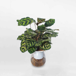 cay duoi cong la dom thuy sinh 1