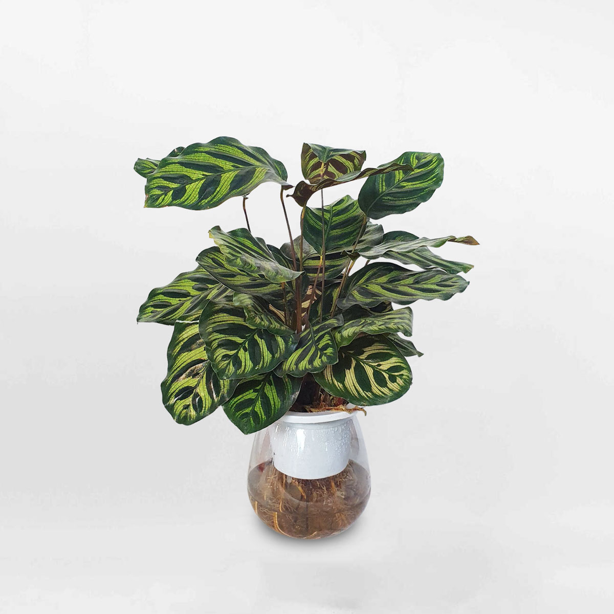 cay duoi cong la dom thuy sinh 1