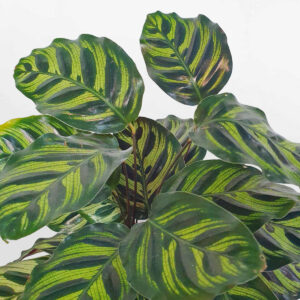 cay duoi cong la dom thuy sinh 2