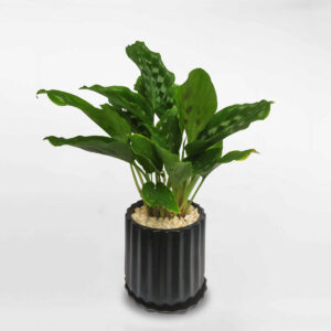 cay duoi cong la xanh 1 1