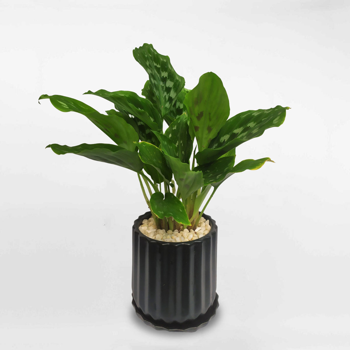 cay duoi cong la xanh 1 1