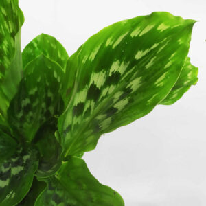 cay duoi cong la xanh 1 2