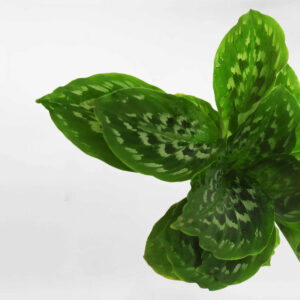 cay duoi cong la xanh dom thuy sinh 1