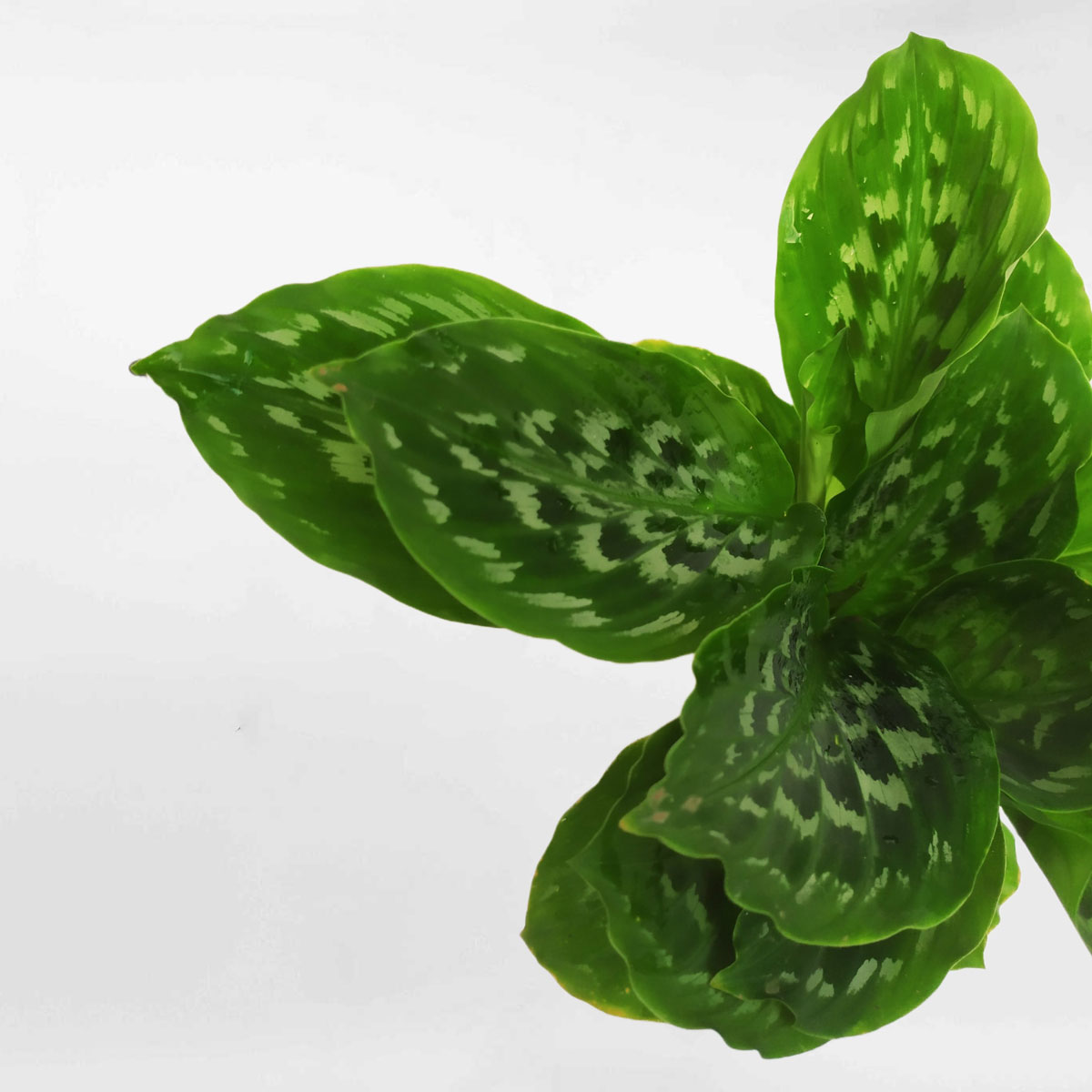 cay duoi cong la xanh dom thuy sinh 1