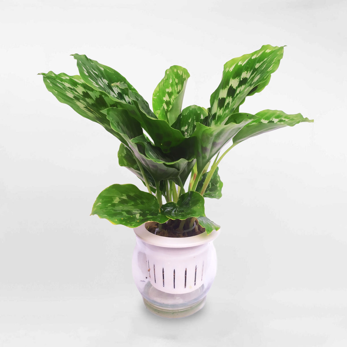 cay duoi cong la xanh dom thuy sinh