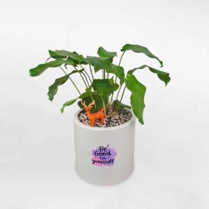 cay duoi cong mang nhen xanh network 1 1