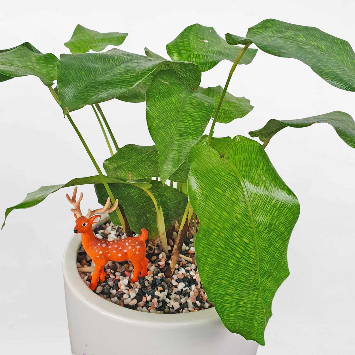 cay duoi cong mang nhen xanh network 2 1