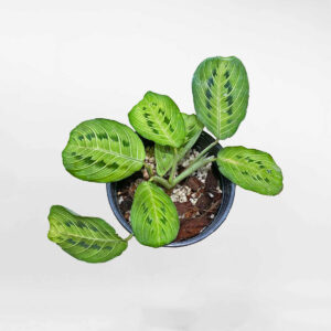 cay duoi cong Maranta Lemon Lime