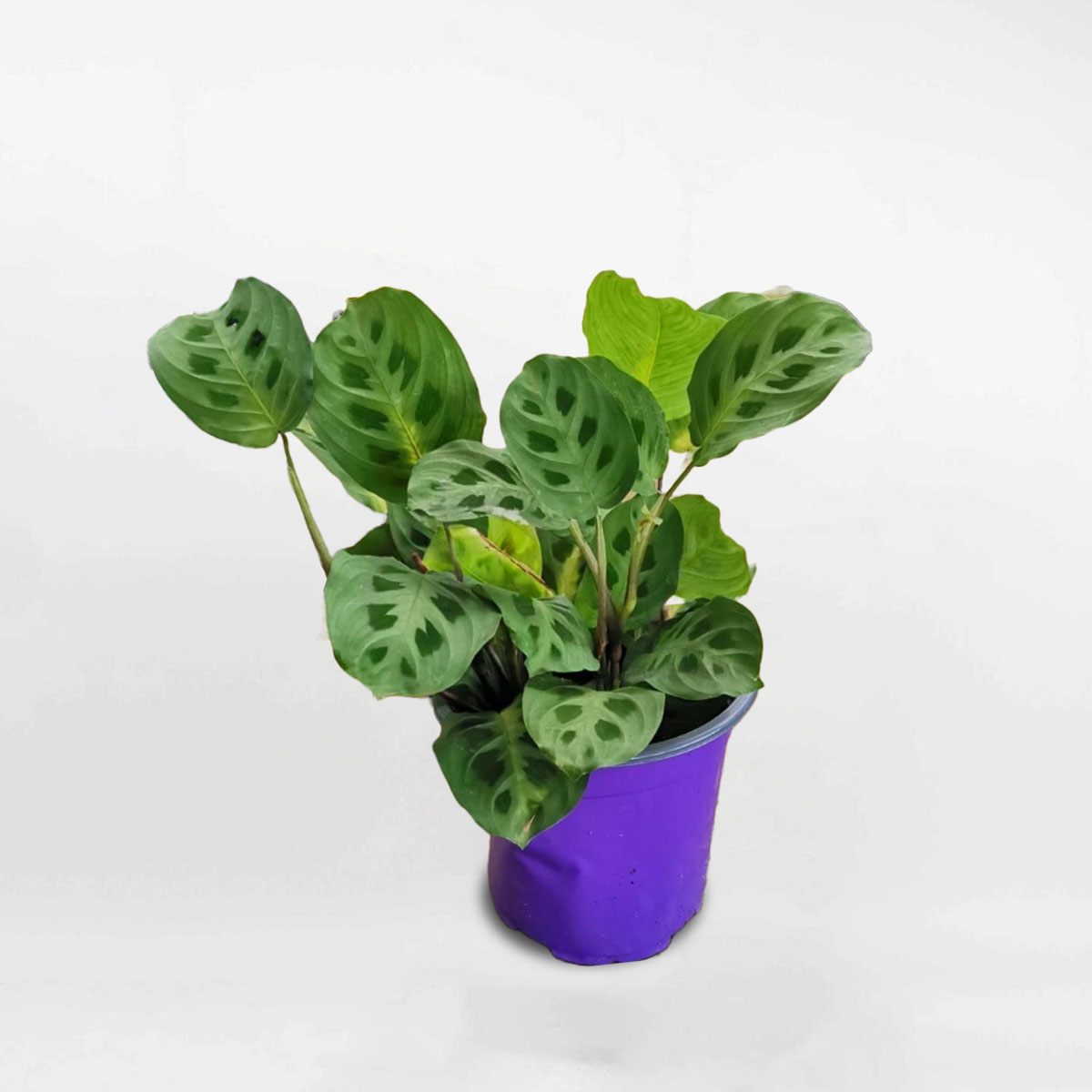 cay duoi cong Maranta Varieties 1