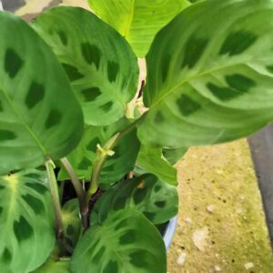 cay duoi cong Maranta Varieties 2