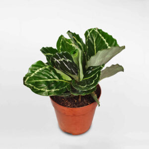 cay duoi cong nu than xanh chau uom nho