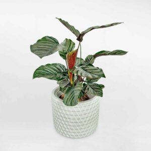 cay duoi cong soc de ban