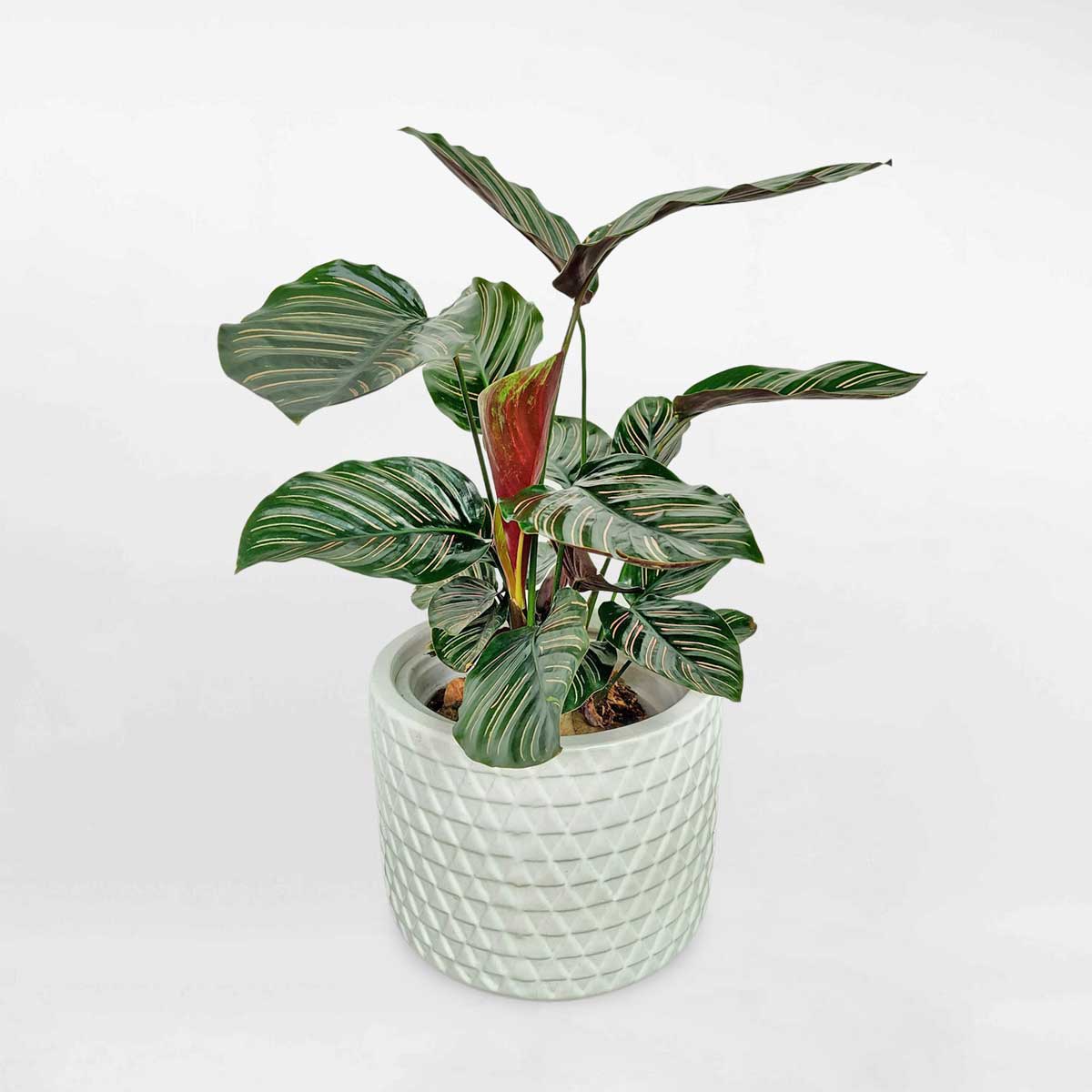 cay duoi cong soc de ban