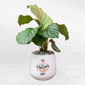 cay duoi cong tao mowgarden