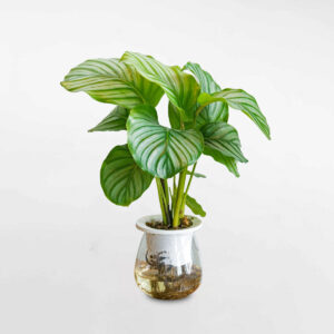 cây đuôi công táo xanh thủy sinh