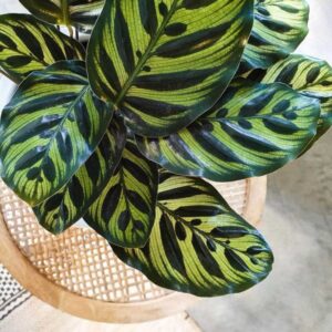 cay duoi cong thuy sinh 2