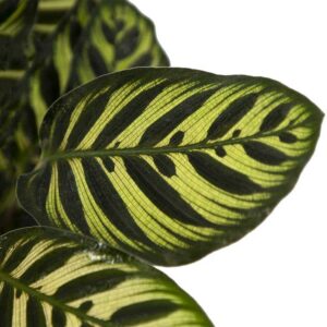 cay duoi cong thuy sinh 4