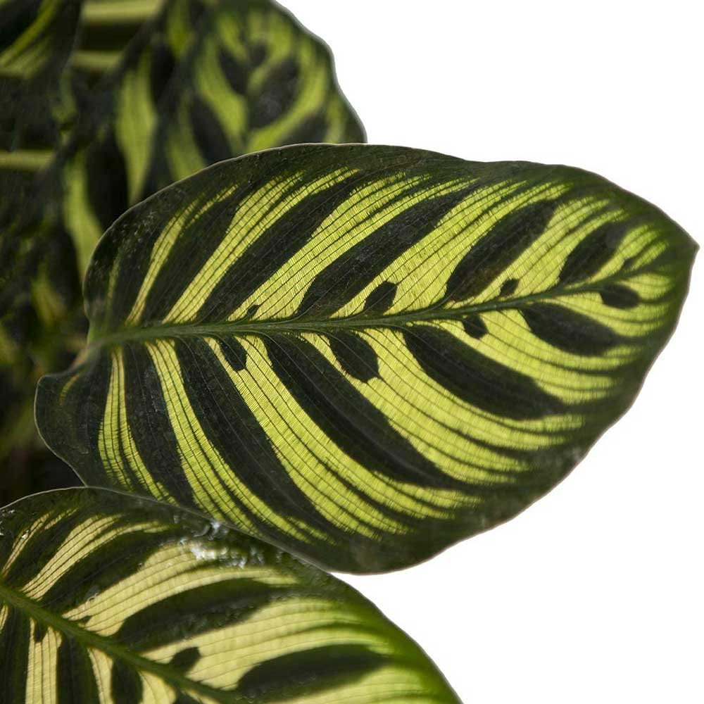 cay duoi cong thuy sinh 4