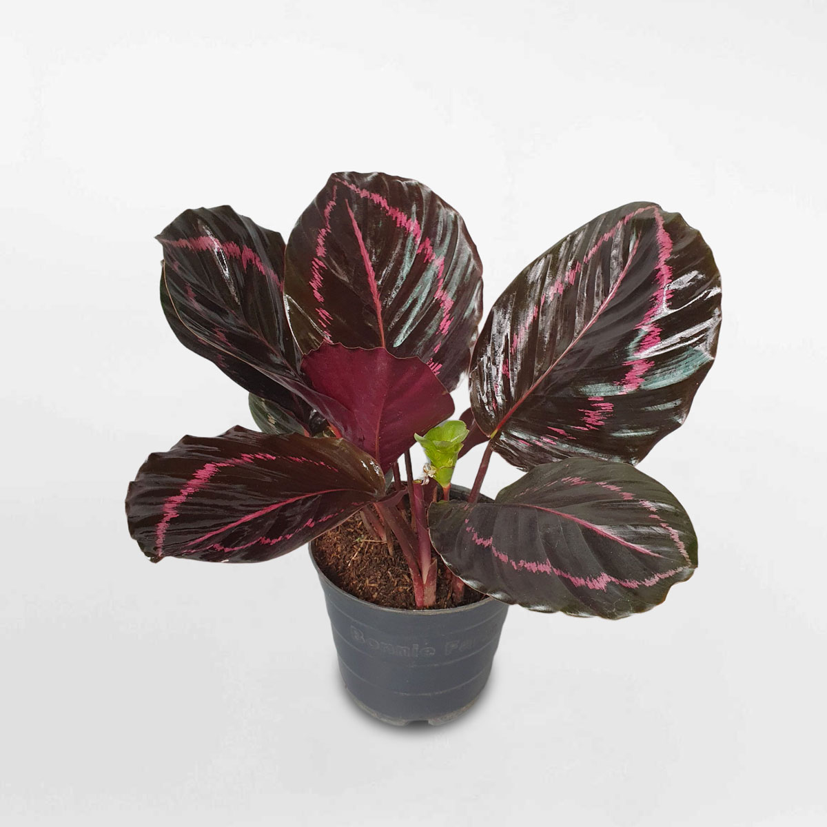 cây đuôi công tím