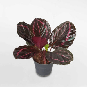 cây đuôi công tím