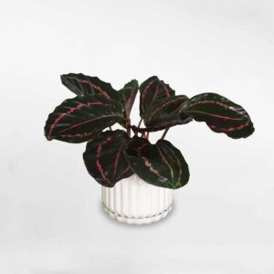 cay duoi cong tim calathea roseopicta dottie
