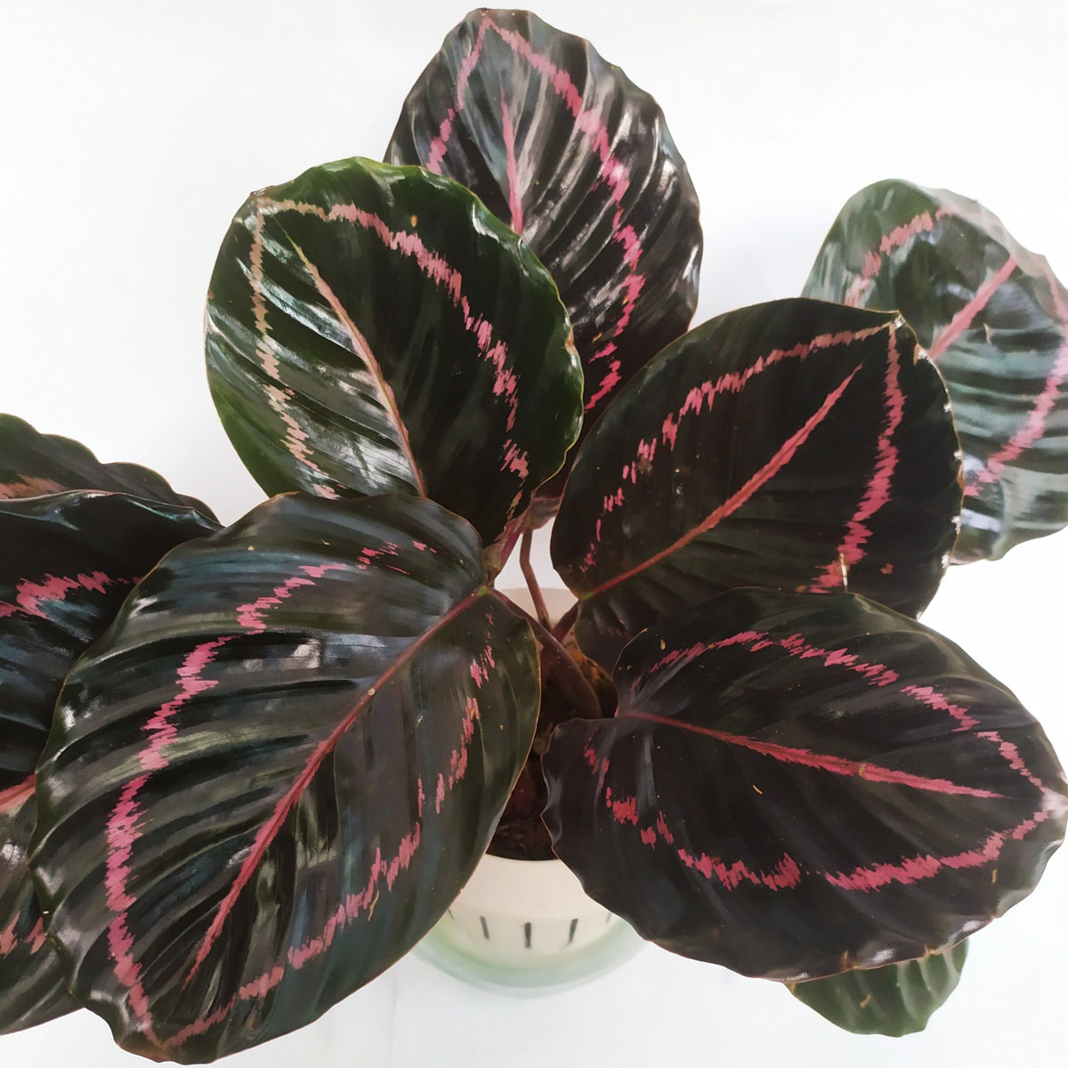 cay duoi cong tim thuy sinh 1