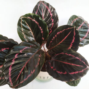 cay duoi cong tim thuy sinh 1