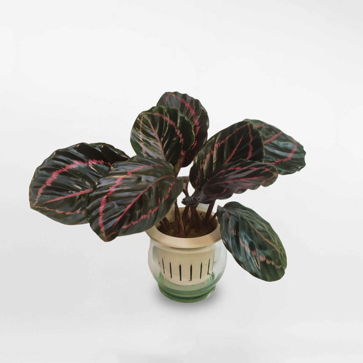 cay duoi cong tim thuy sinh