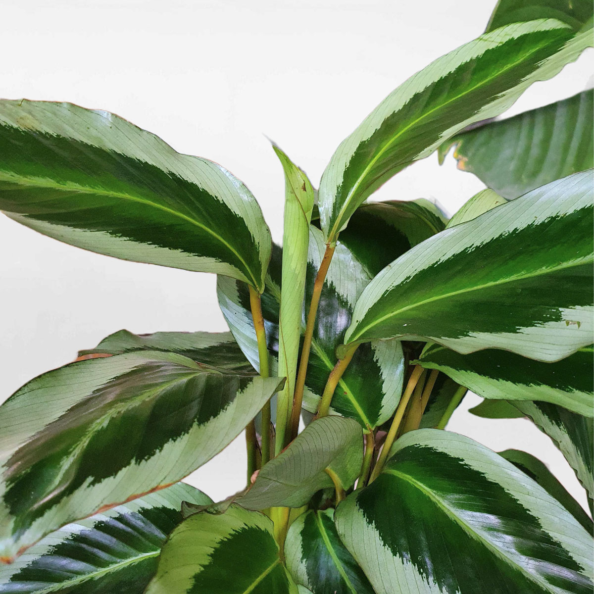 cay duoi cong xanh thuy sinh 1