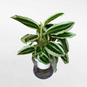 cây đuôi công thủy sinh