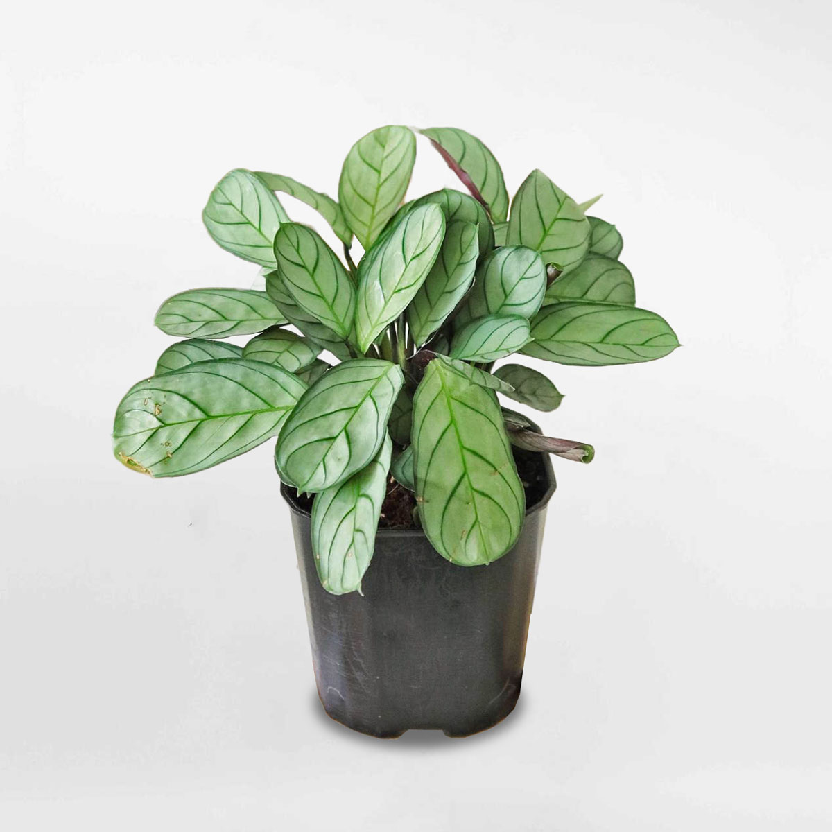 cay duoi cong xuong ca 1